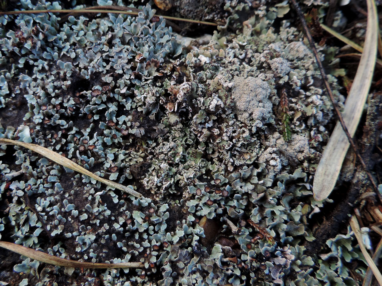 Cladonia strepsilis, basal squamules with soredia, C. subcervicornis squamules to the left, Yew Tree Heath, New Forest - © Neil A Sanderson Cladonia strepsilis, Yew Tree Heath, New Forest - © Neil A Sanderson