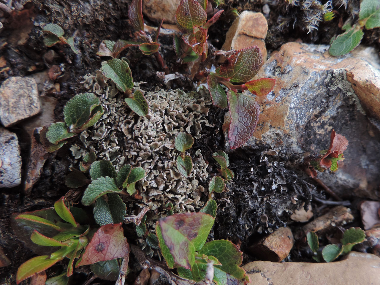 Cladonia strepsilis, in montane moss heath with Salix herbacea, Grasmoor, Lake District - © Neil A Sanderson Cladonia strepsilis, Grasmoor, Lake District - © Neil A Sanderson