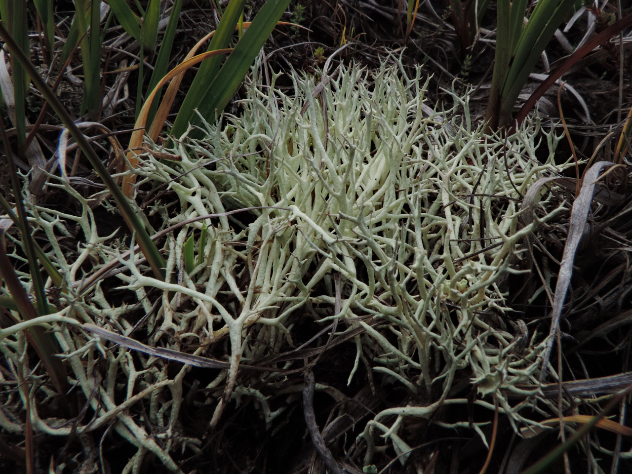 Cladonia zopfii, a large clump of erect podetia, in wet heath, The Weir, New Forest - © Neil A Sanderson Cladonia zopfii, The Weir, New Forest - © Neil A Sanderson
