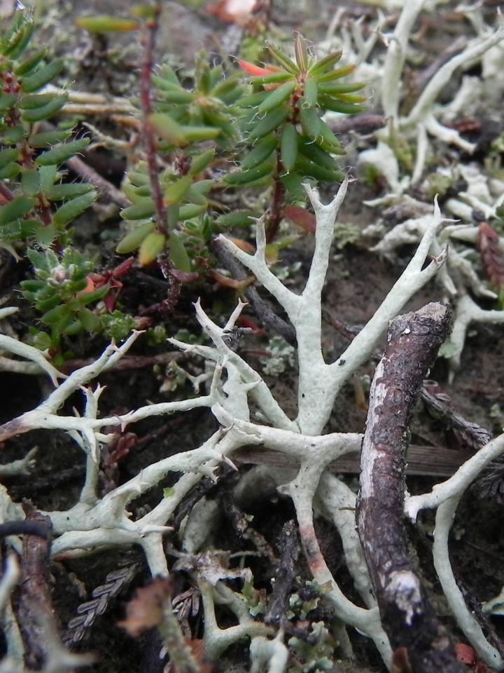Cladonia zopfii, decumbent in short grazed humid heath, Ogdens Purlieu, New Forest. The brown and purple staining on the podetia is caused by the lichenicolus fungi Taeniolella cladinicola - © Neil A Sanderson Cladonia zopfii, Ogdens Purlieu, New Forest - © Neil A Sanderson