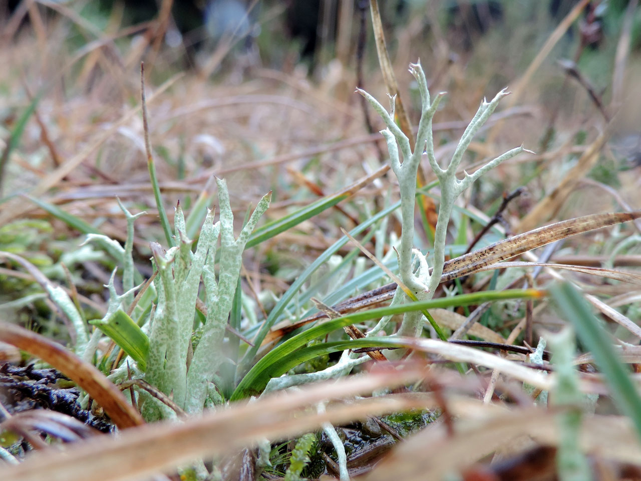 Cladonia zopfii, right & Cladonia uncialis ssp uncialis, left, in old hollow way in short grazed heath, Copythorn Common, New Forest - © Neil A Sanderson Cladonia zopfii & Cladonia uncialis, Copythorn Common, New Forest