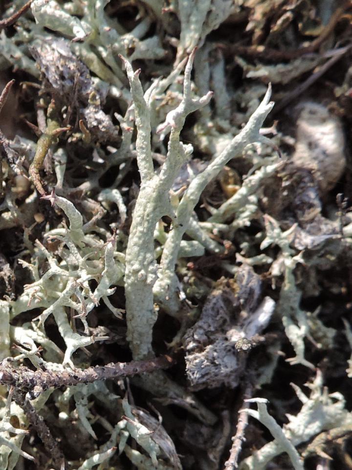 Cladonia zopfii, showing rugosa lower portion of podetia, Pipers Wait, New Forest - © Neil A Sanderson Cladonia zopfii, Pipers Wait, New Forest - © Neil A Sanderson