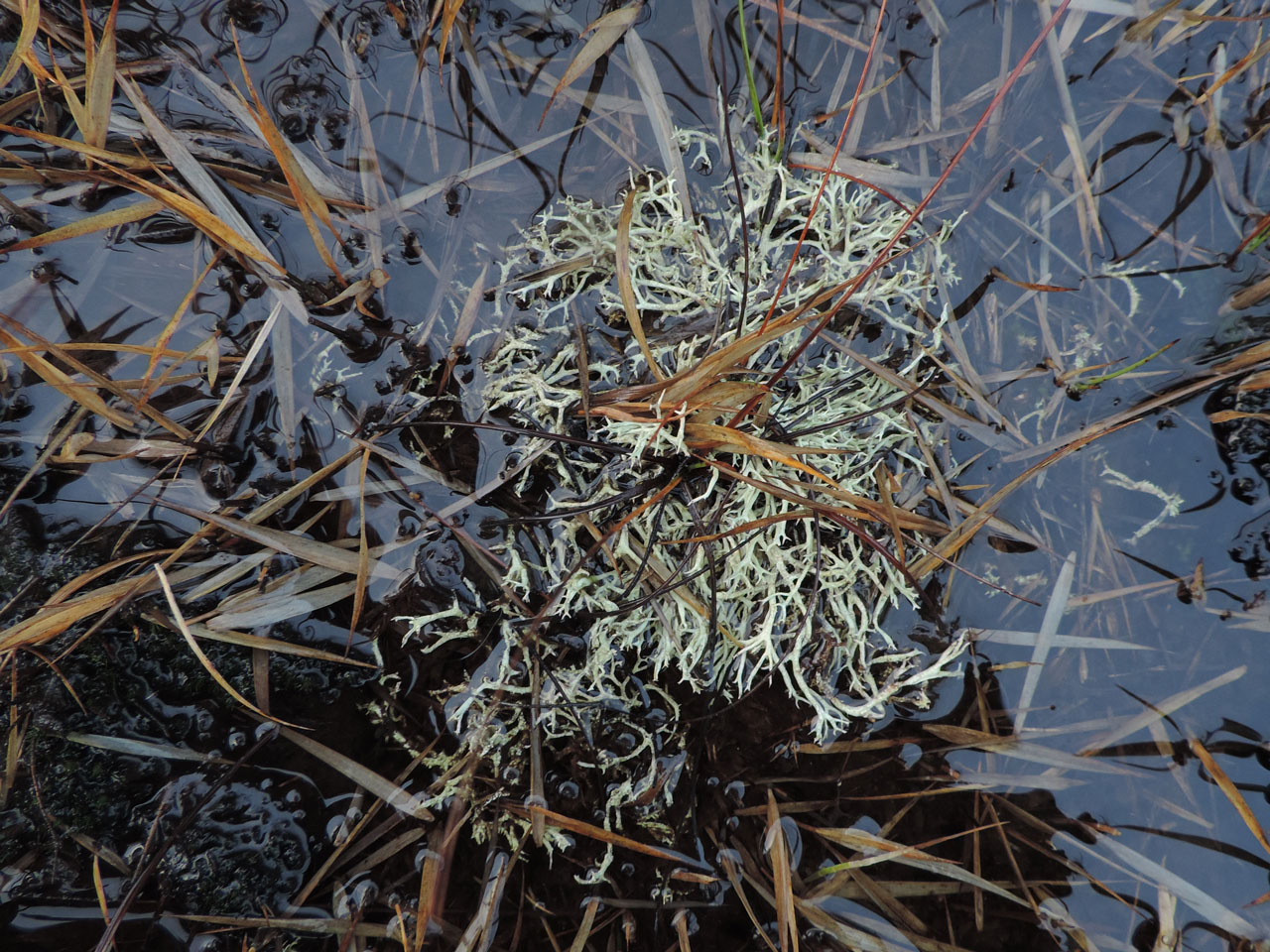 Cladonia zopfii, partly immersed in a winter flooded pan, Wooton Bridge, New Forest - © Neil A Sanderson Cladonia zopfii, Wooton Bridge, New Forest - © Neil A Sanderson
