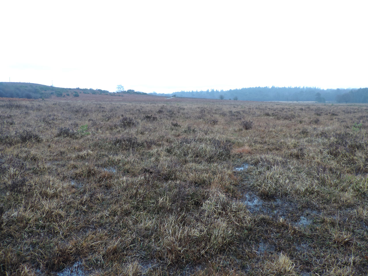 Cladonia zopfii habitat, low productivity wet heath with frequent winter flooded pans, Wooton Bridge, New Forest - © Neil A Sanderson Cladonia zopfii habitat, Wooton Bridge, New Forest - © Neil A Sanderson