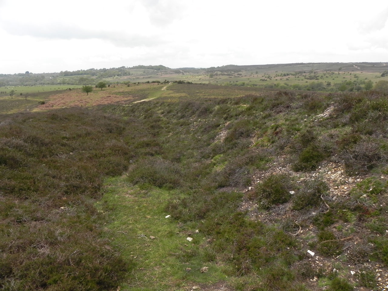 Cladonia zopfii habitat, a old hollow way, anthropogenic disturbance in dry heath, Great Witch, New Forest - © Neil A Sanderson Cladonia zopfii habitat, Great Witch, New Forest - © Neil A Sanderson