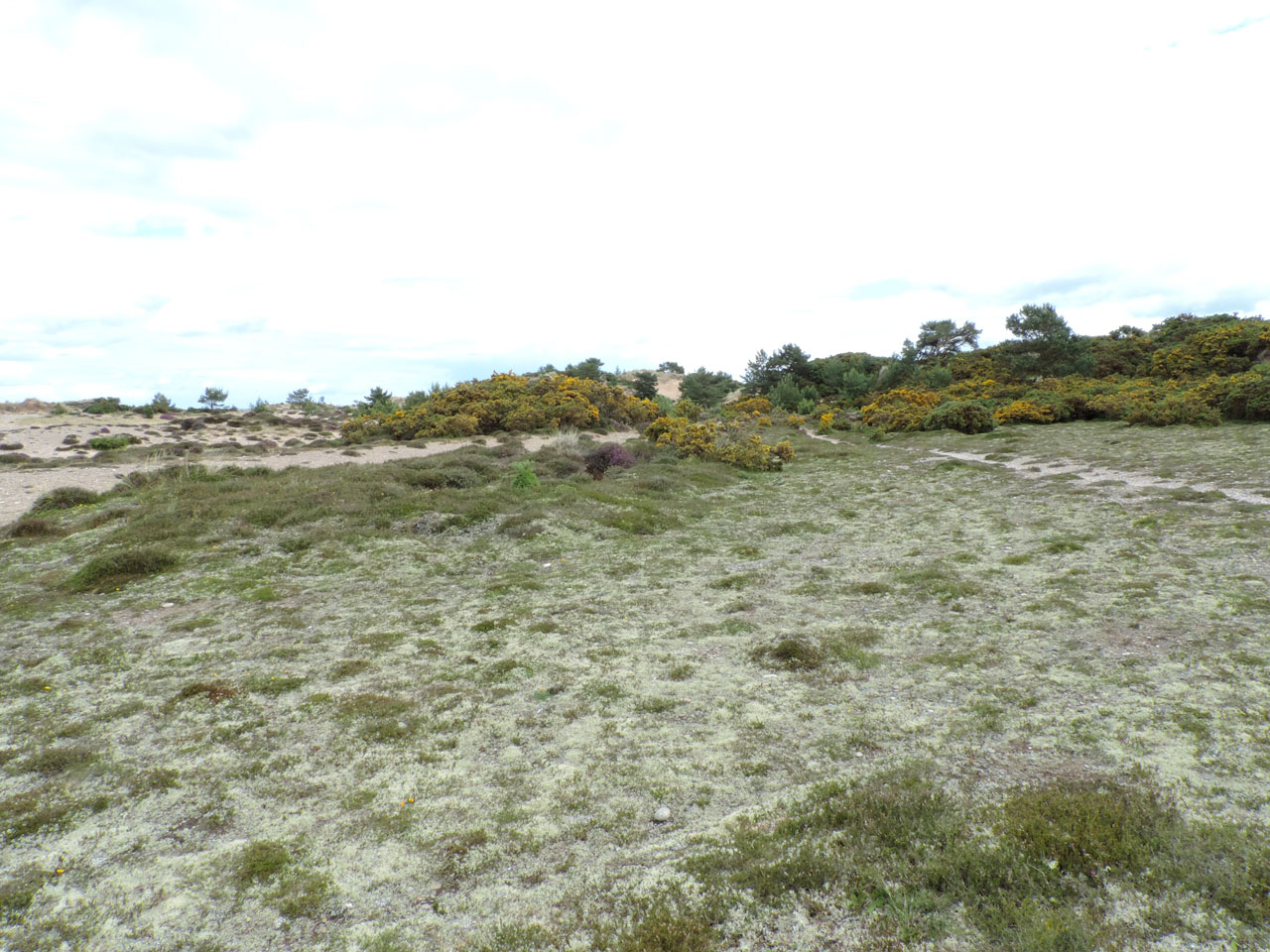 Cladonia zopfii habitat, a dry dune slack dominated by Cladonia mitis & Cladonia zopfii (AKA The Land of Zopf), naturally disturbed dry habitat, Findhorn Dunes, Moray - © Neil A Sanderson Cladonia zopfii habitat, Findhorn Dunes, Moray - © Neil A Sanderson