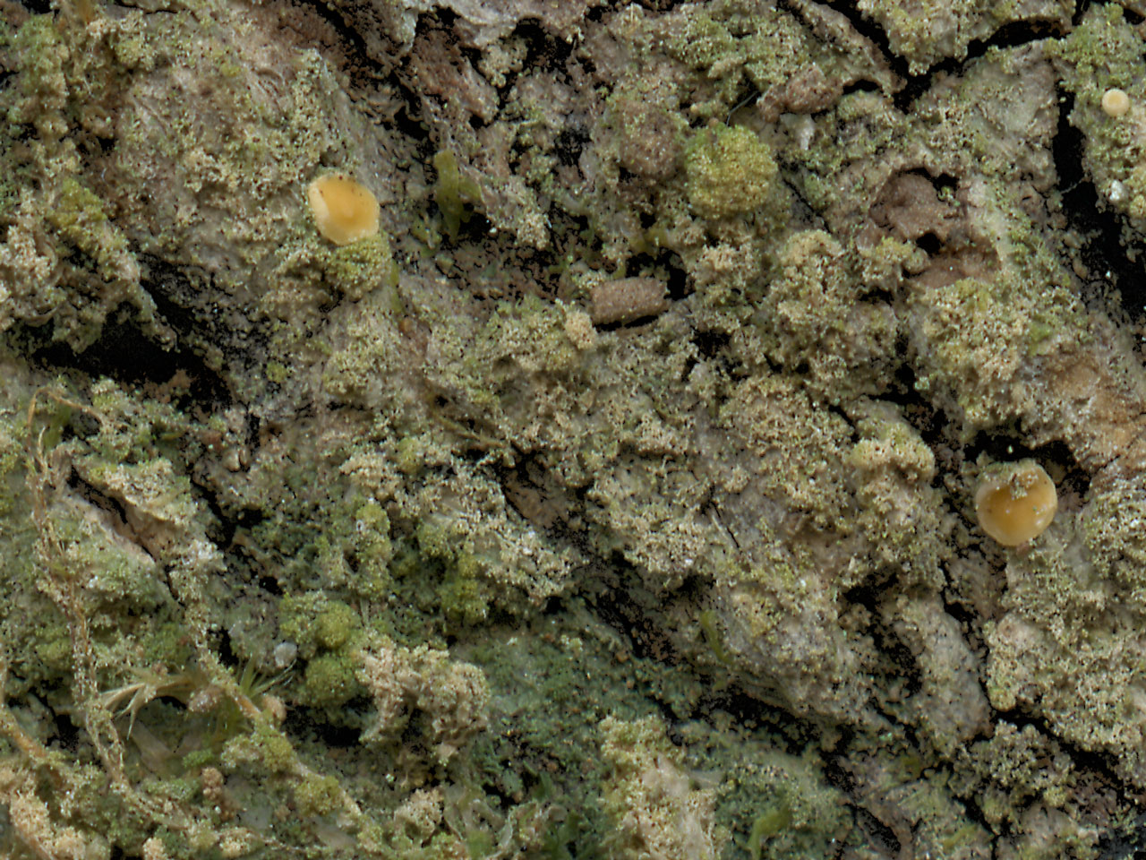Coenogonium nimisii, Stubbs Wood, New Forest