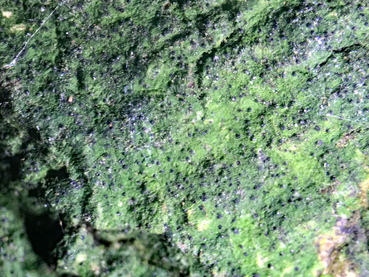 Dichoporis phaea, with macropycnidia, Beech, Rockram Wood, New Forest