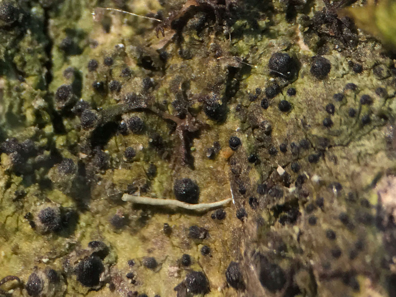 Dichoporis phaea, fertile, Beech, Rockram Wood, New Forest