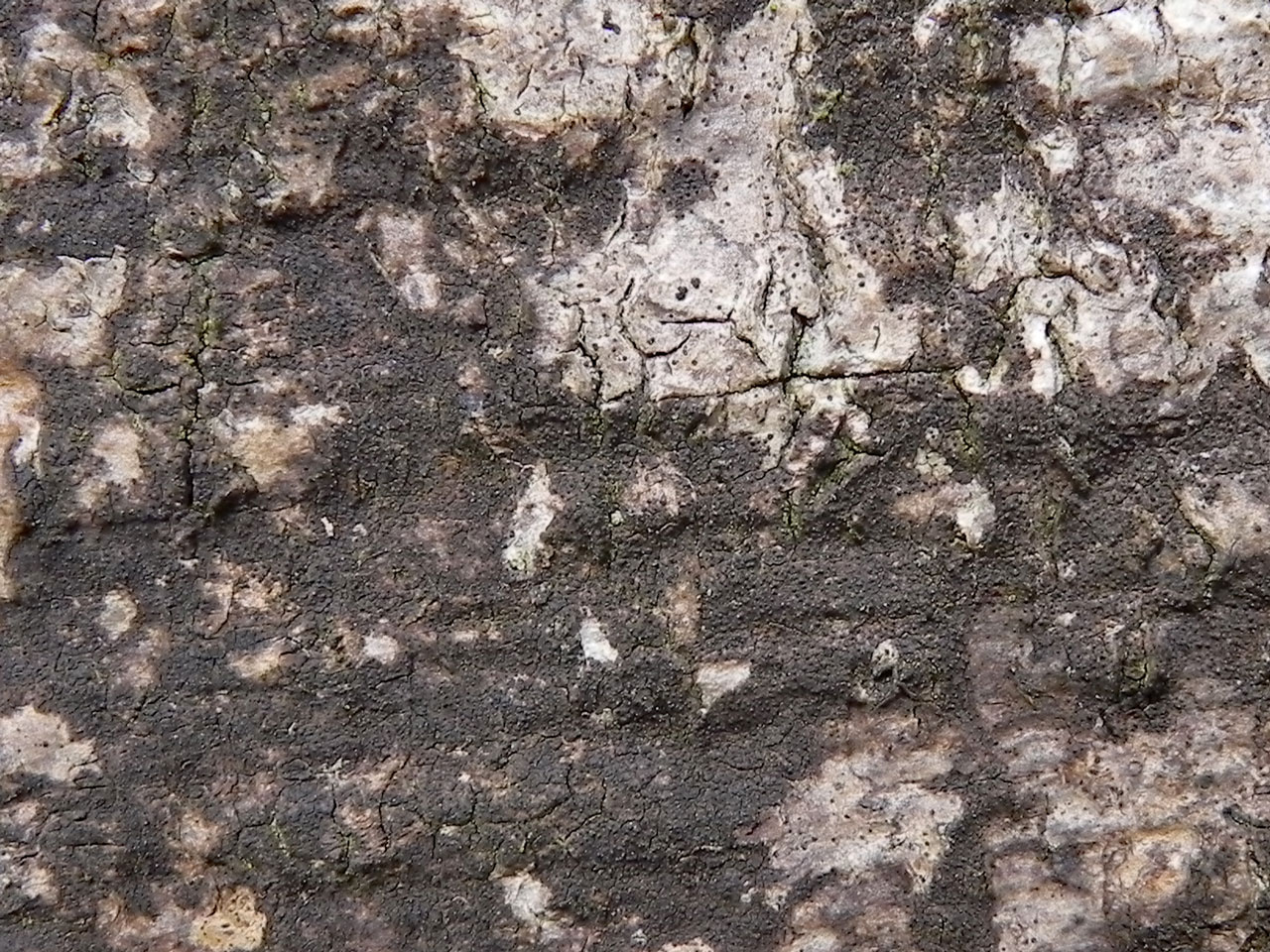 Dichoporis taylorii, wound on Beech, Shave Wood, New Forest