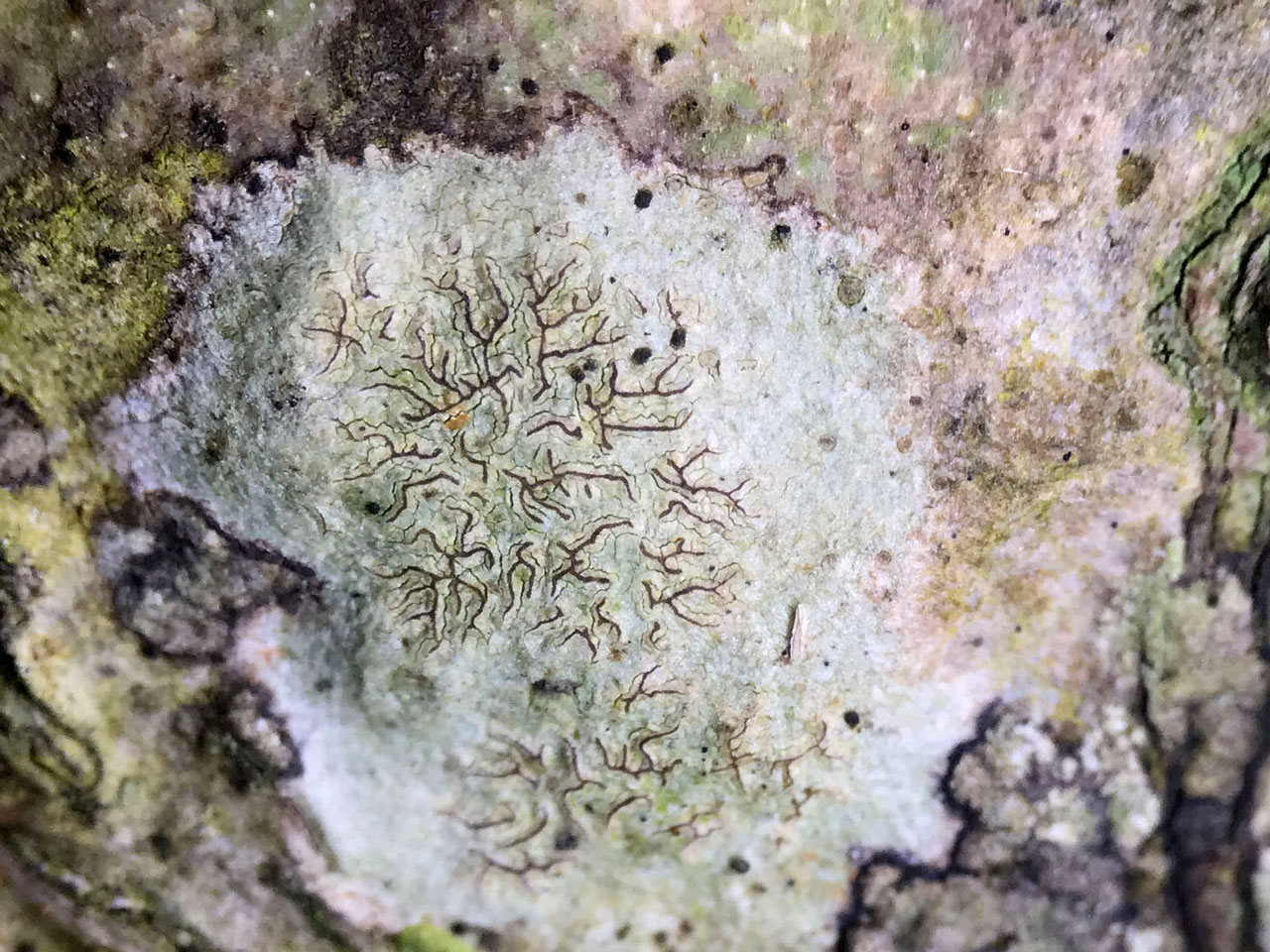 Enterographa elaborata, Rushpole Wood, New Forest