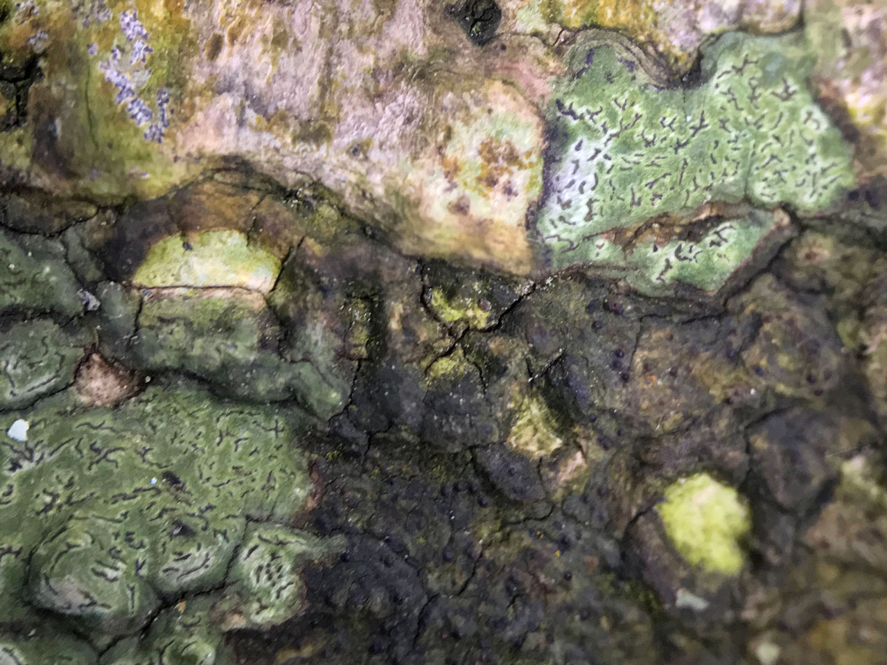 Enterographa hutchinsiae, Matley Wood, New Forest