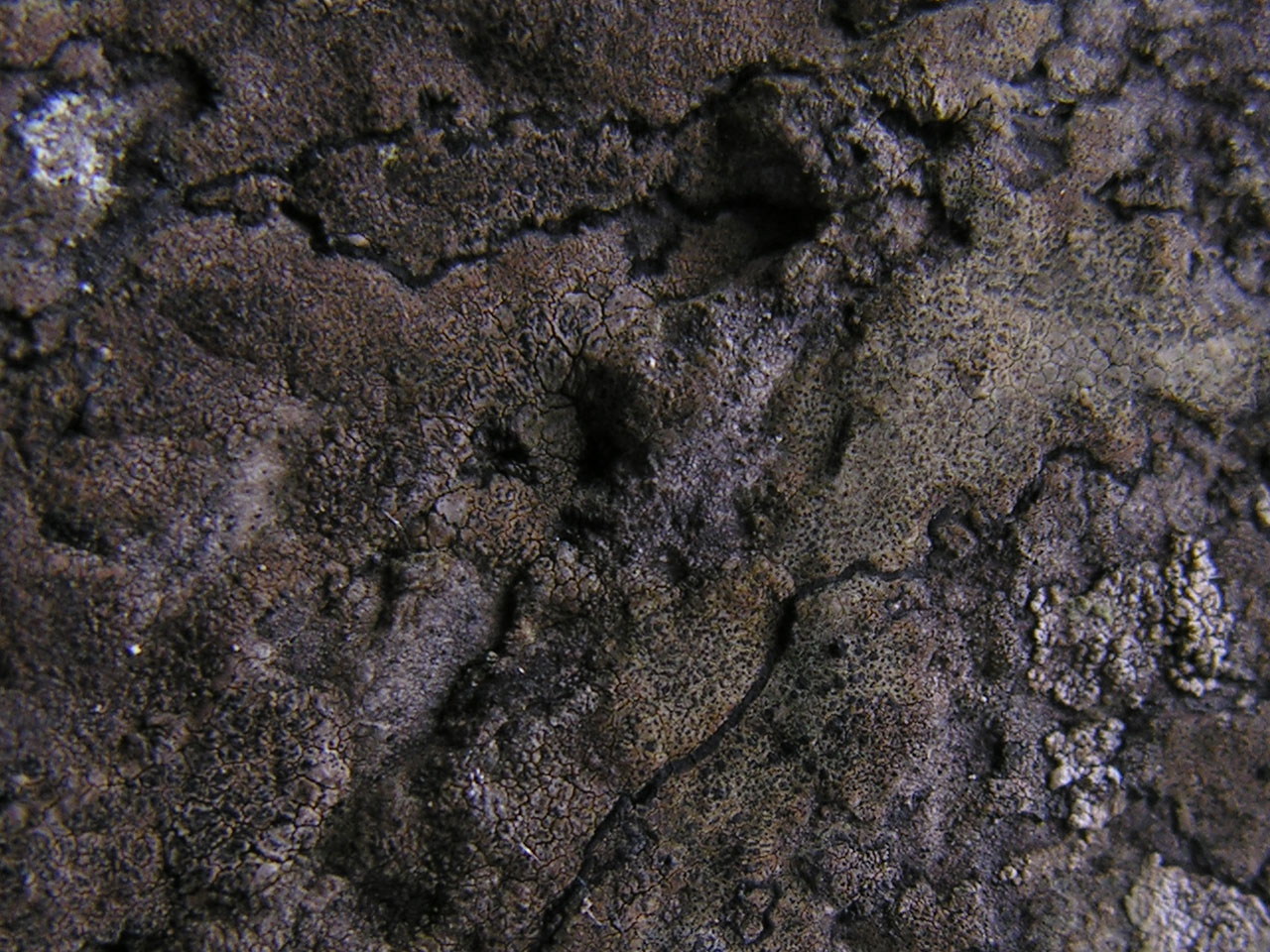Enterographa pitardii, Valley of the Rocks, Devon