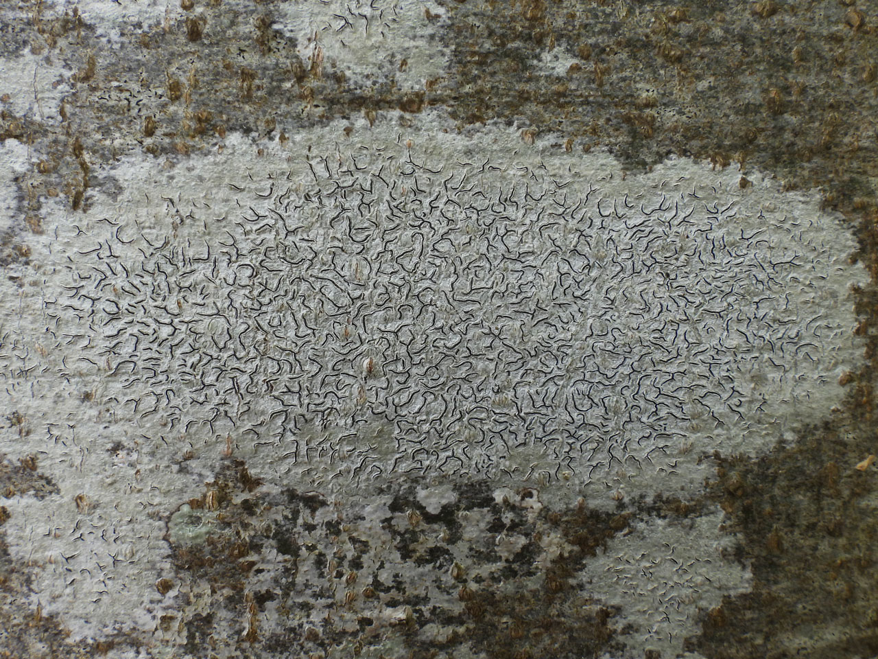 Graphis scripta s. str., Beech in plantation, Piddle Wood, Staple Fitzpaine, Somerset © Neil A Sanderson Graphis scripta s. str., Beech, Piddle Wood, Somerset