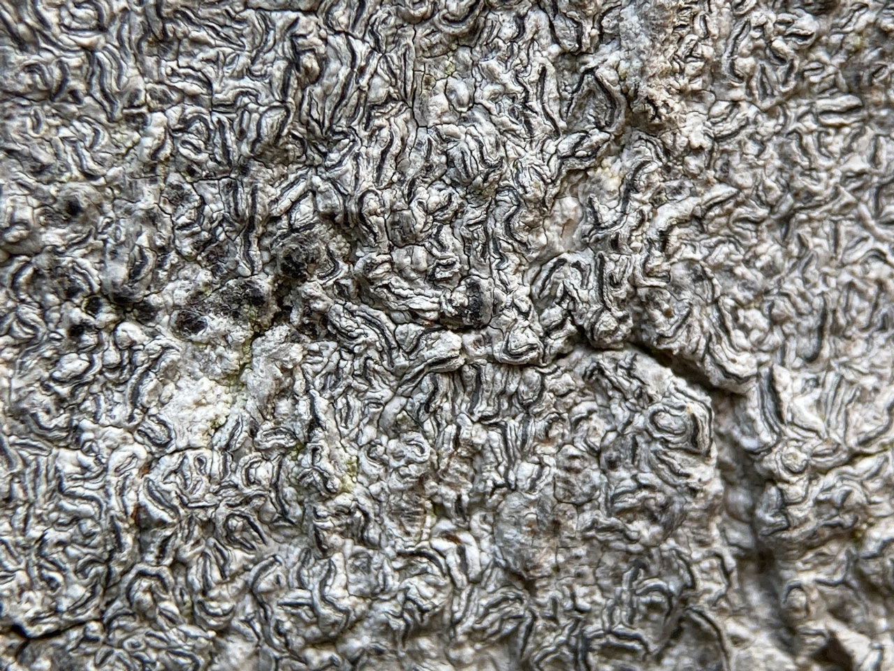 Graphis betulina, with thaline margins & some disks exposed, on Beech, Whitley Wood, pasture woodland, New Forest © Neil A Sanderson Graphis betulina, Beech, Whitley Wood, New Forest © Neil A Sanderson