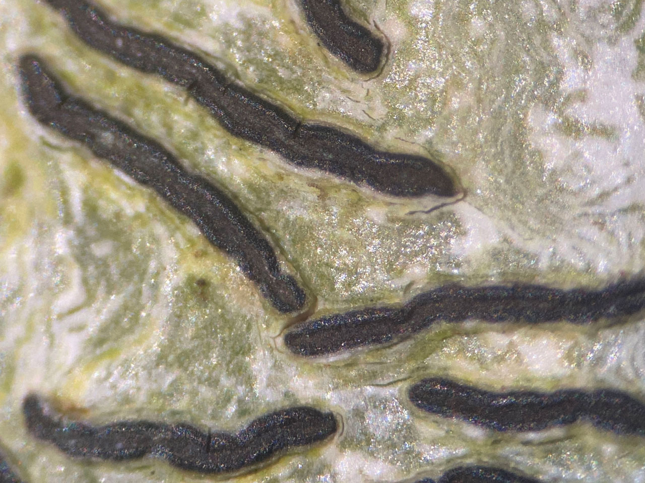 Graphis persoonii, closer view of lirellae, Holly, pasture woodland, Busketts Wood, New Forest  © Neil A Sanderson Graphis persoonii, Holly, Busketts Wood, New Forest, Hampshire