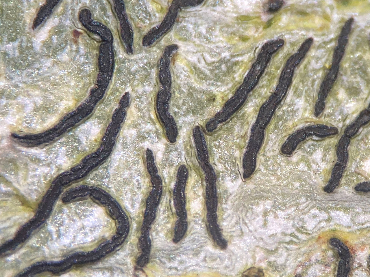 Graphis persoonii, lirellae with brown exposed disks, with rounded end to the lirellae, Holly, pasture woodland, Busketts Wood, New Forest  © Neil A Sanderson Graphis persoonii, Holly, Busketts Wood, New Forest, Hampshire