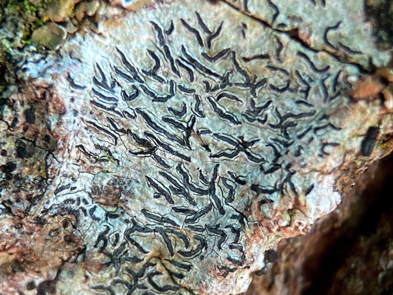 Graphis pulverulenta, disk widely exposed & grey to white pruinose, wood edge Oak in pasture woodland, Busketts Wood, New Forest © Neil A Sanderson Graphis pulverulenta, Oak, Busketts Wood, New Forest
