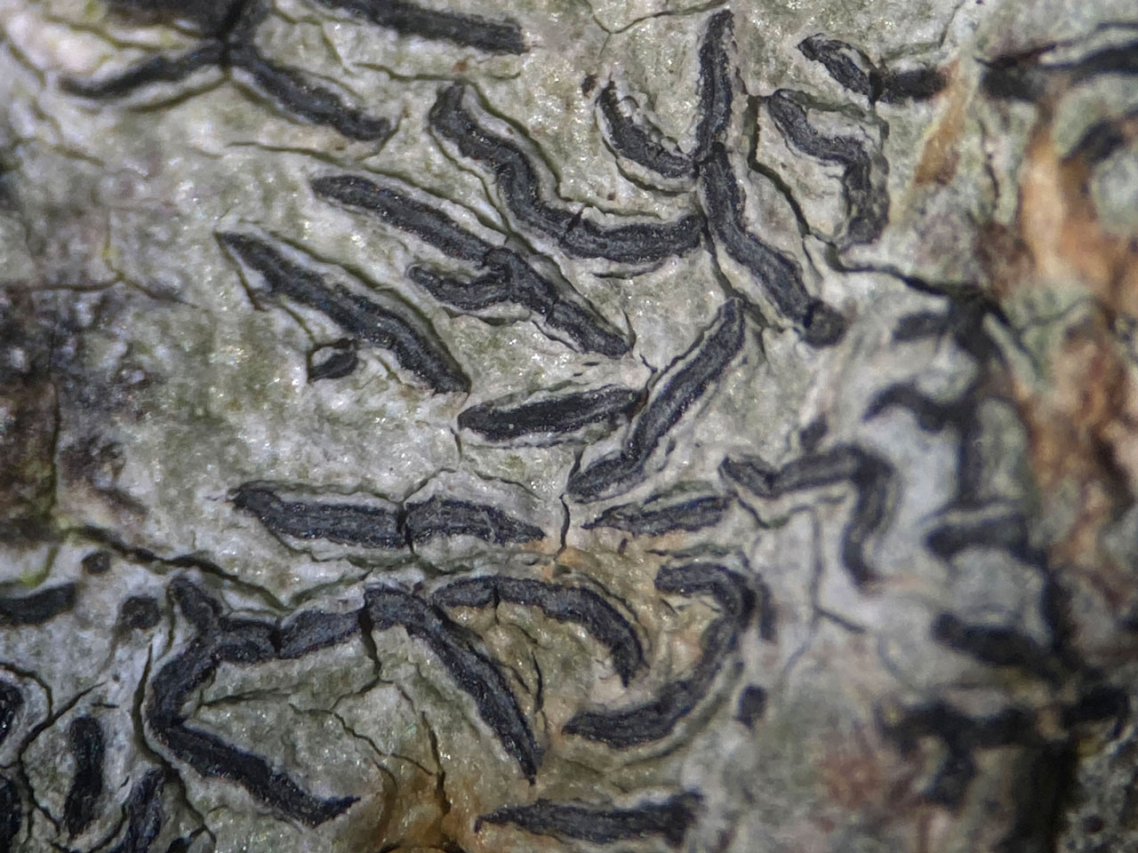 Graphis pulverulenta, closer view, disk widely exposed & grey to white pruinose, wood edge Oak in pasture woodland, Busketts Wood, New Forest © Neil A Sanderson Graphis pulverulenta, Oak, Busketts Wood, New Forest