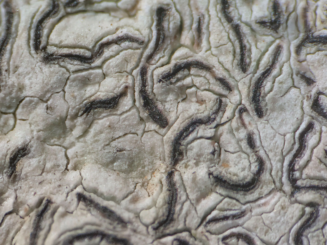 Graphis scripta s. str., closer view, dry on Beech, Bignell Wood, New Forest