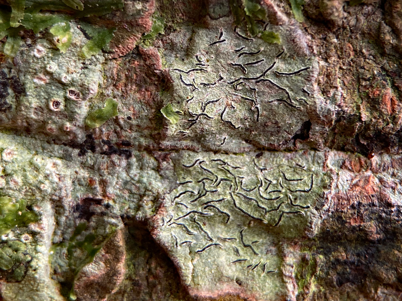 Graphis scripta s. str., narrow lirellae with no exposed disk, Beech, Wood Crates, New Forest © Neil A Sanderson Graphis scripta s. str., Beech, Wood Crates, New Forest