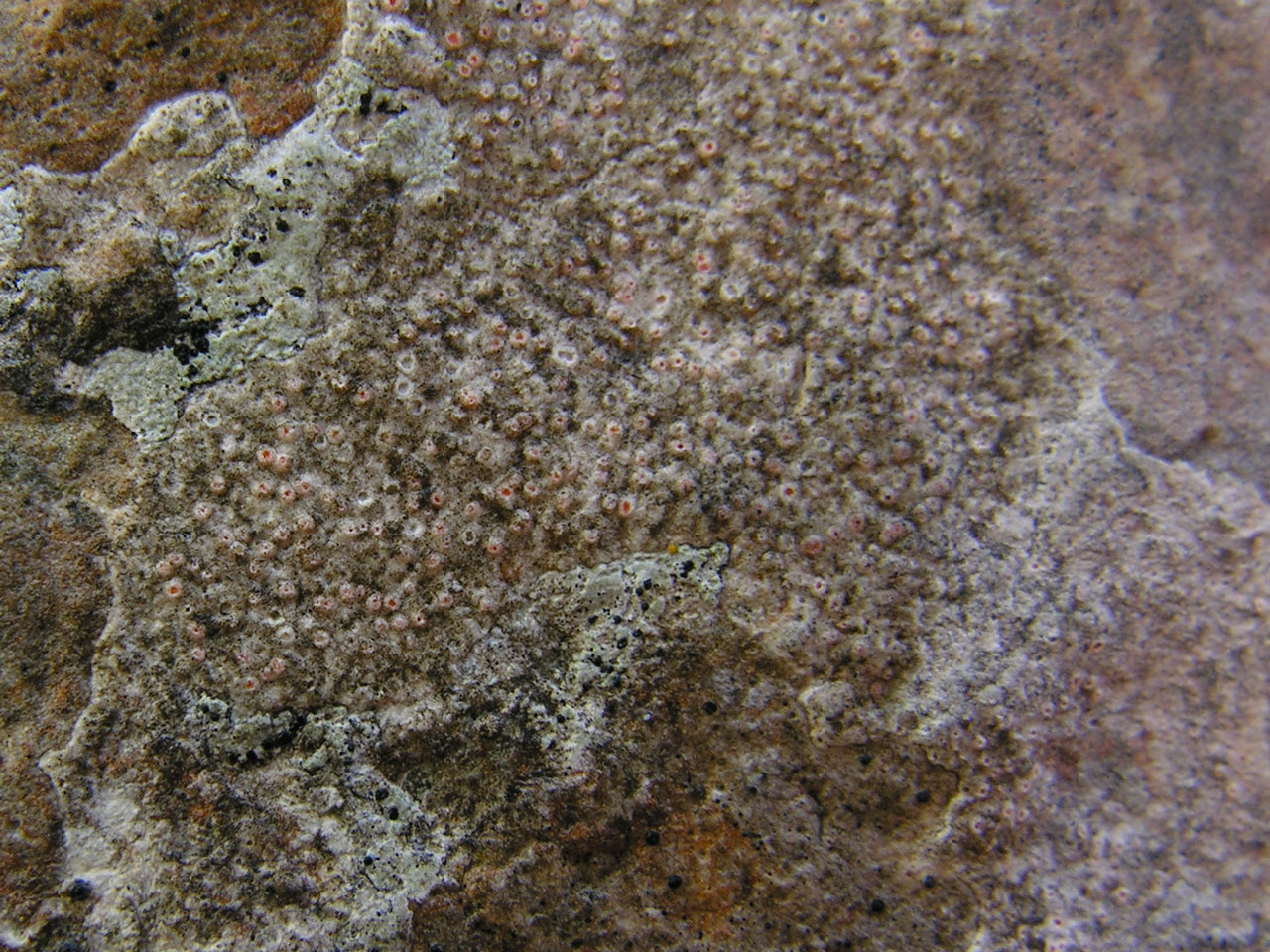 Gyalecta hypoleuca, limestone, Isle of Portland, Dorset