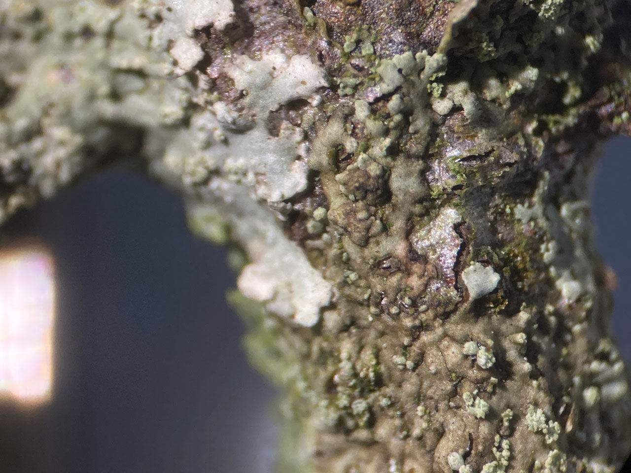 Hyperphyscia adglutinata (brown) & Hyperphyscia lucida (pale), on Cotoneaster, Woodlands Road, South Hampshire 
