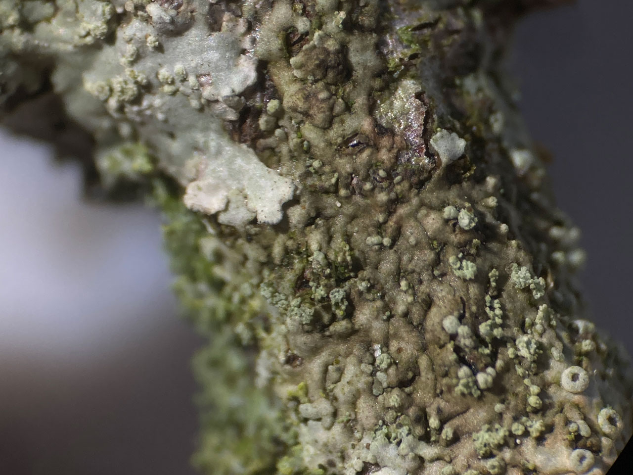 Hyperphyscia adglutinata (brown) with developing apothecia, on Cotoneaster, Woodlands Road, South Hampshire 