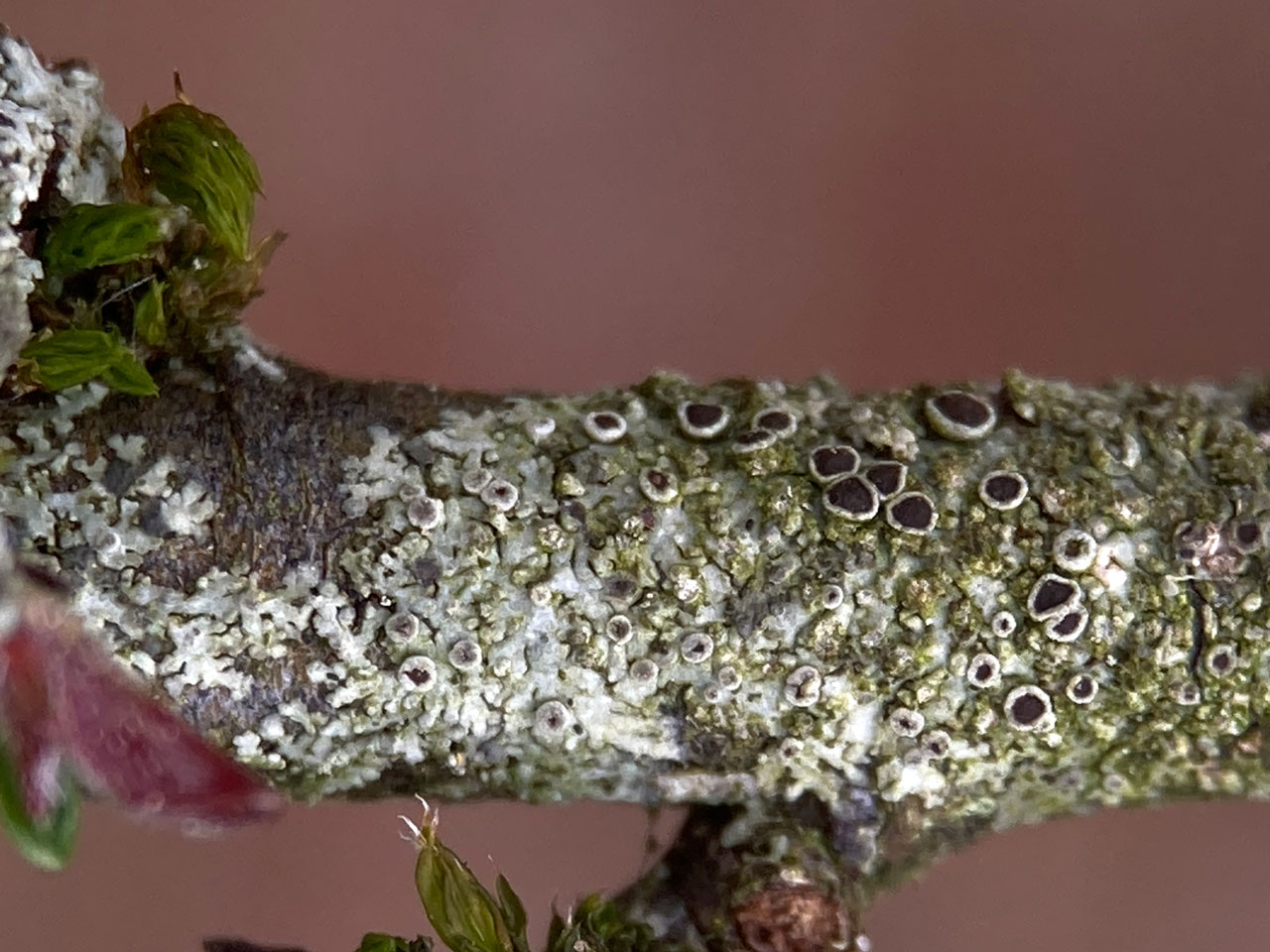 Hyperphyscia with apothecia, on Cotoneaster, Woodlands Road, South Hampshire 