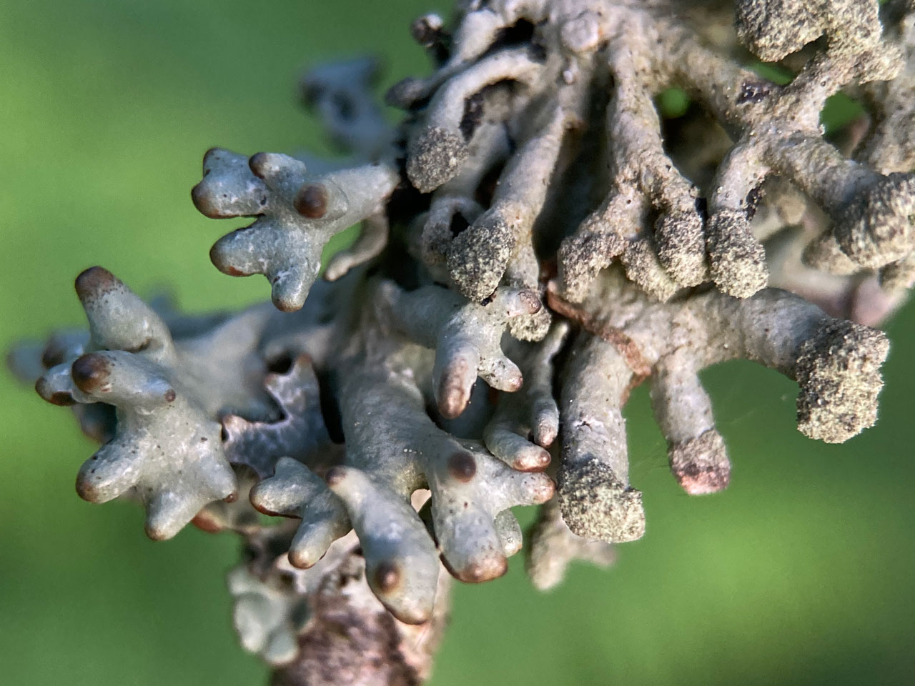 Hypogymnia tubulosa, Oak twig, Coomy Lawn, Busketts Wood, New Forest