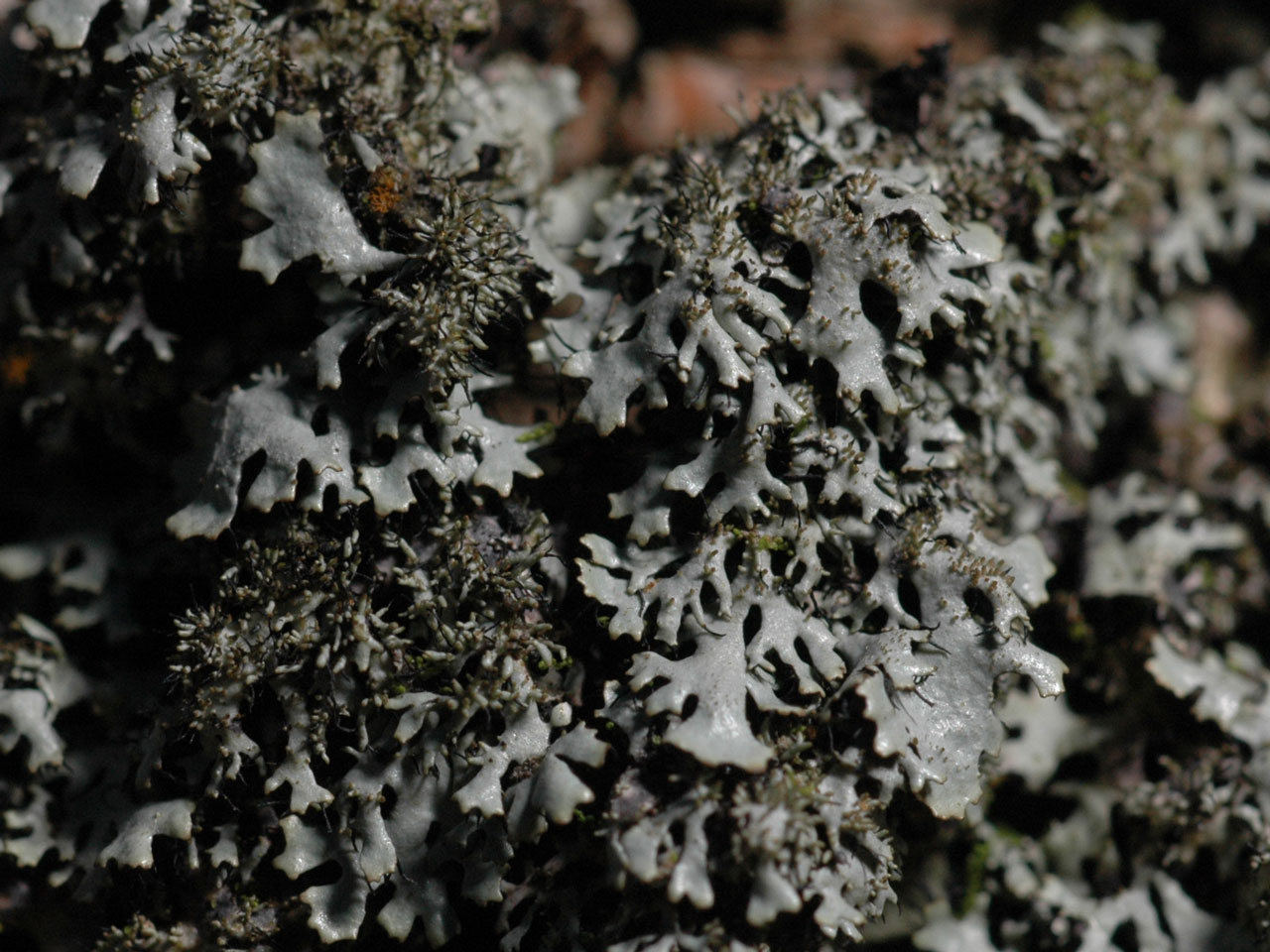 Hypotrachyna horrescens, Birch, Coed Crafnant, Llanbedr, Meirionydd, Wales