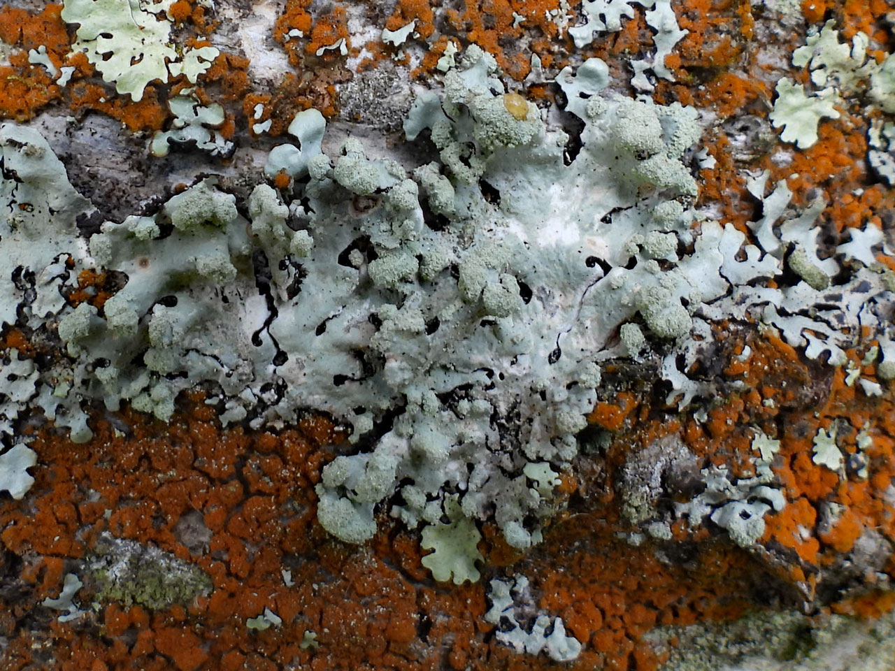 Hypotrachyna lividescens, Brich, Baddlesley Common, Hampshire