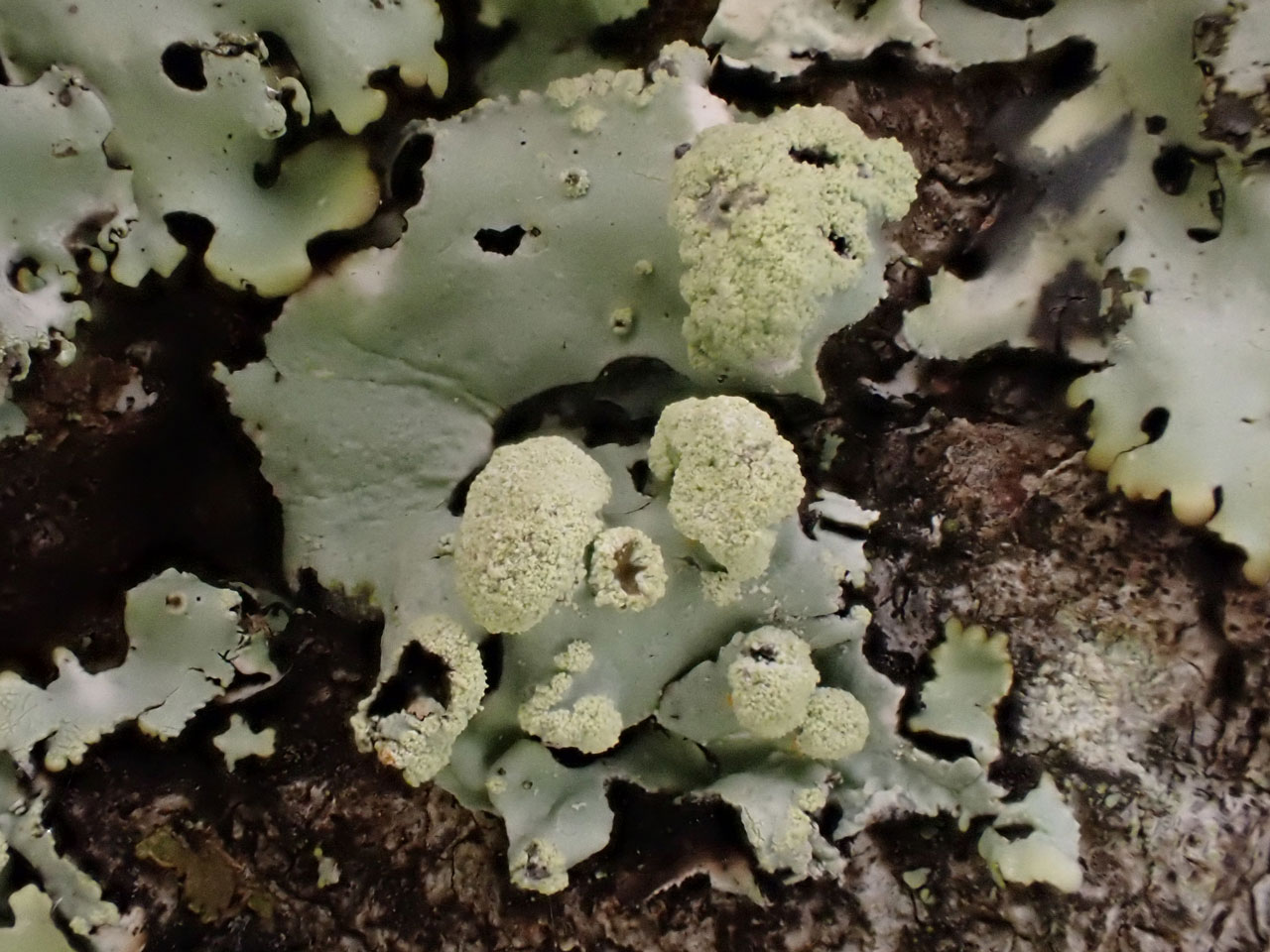 Hypotrachyna lividescens, soralia, Oak, Trelissick Park, W. Cornwall