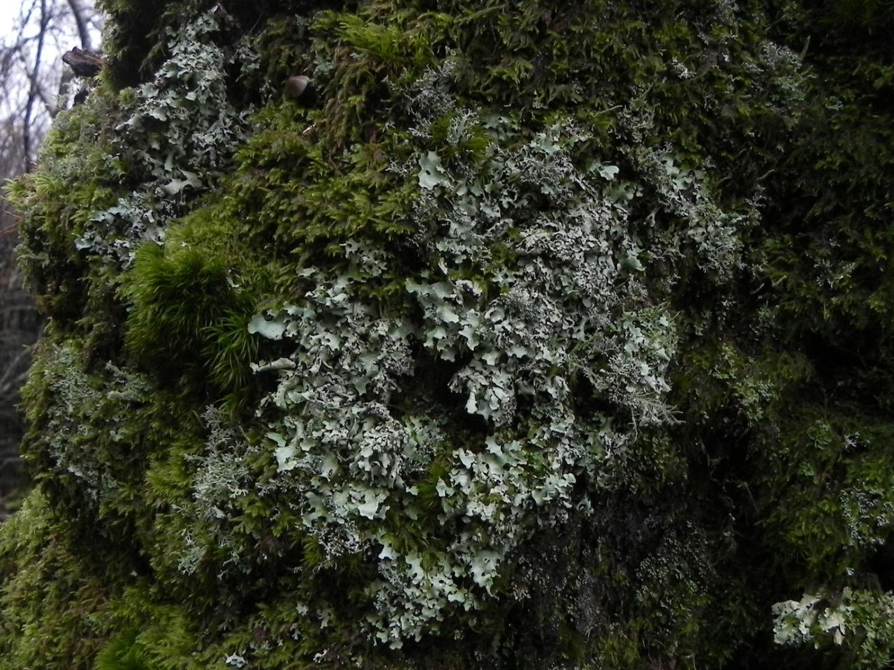 Hypotrachyna taylorensis, Oak, Powerscourt Deer Park, Co. Wicklow