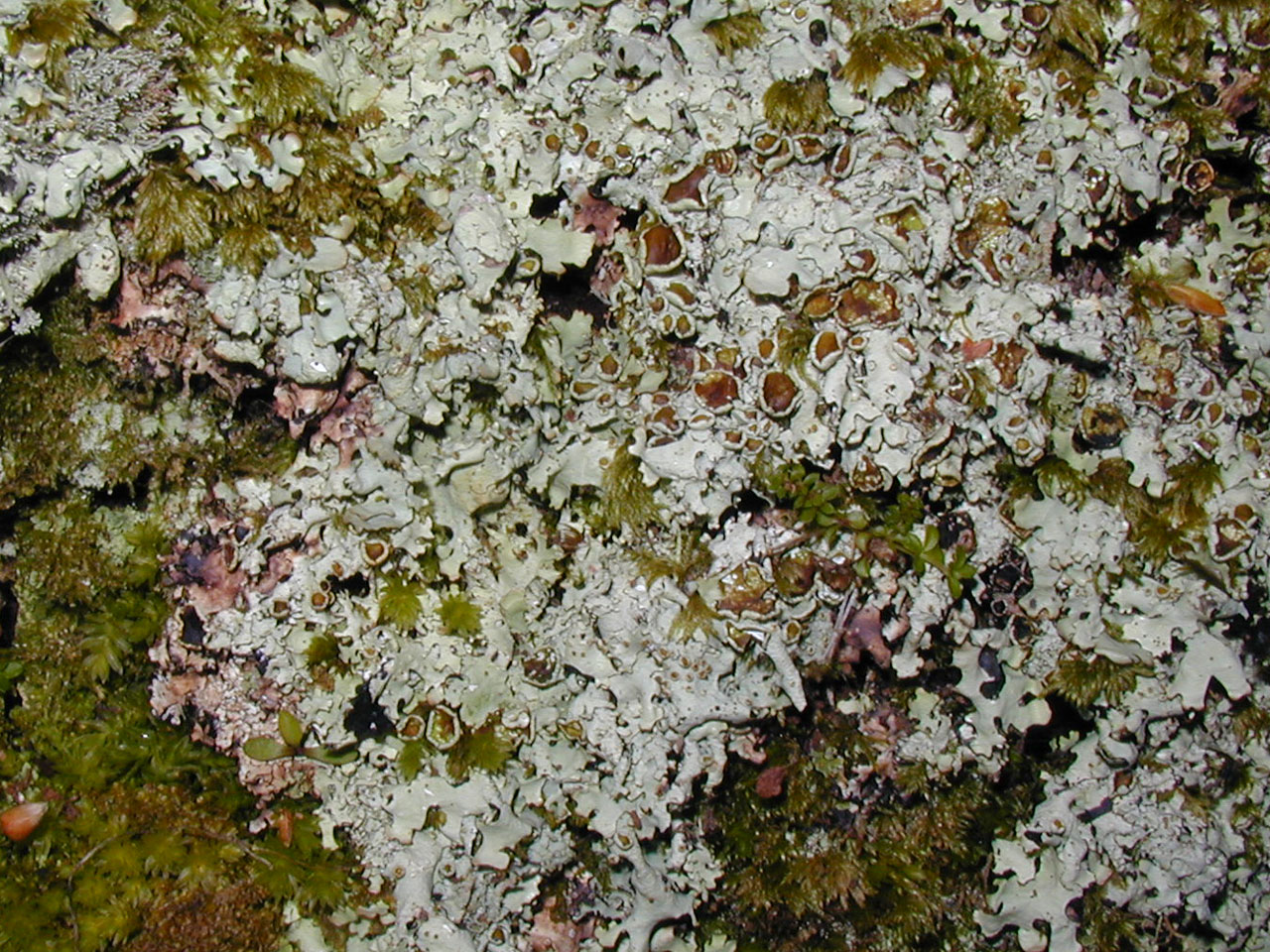 Hypotrachyna taylorensis, fertile, Oak, Ellary, Kintyre, Scotland 