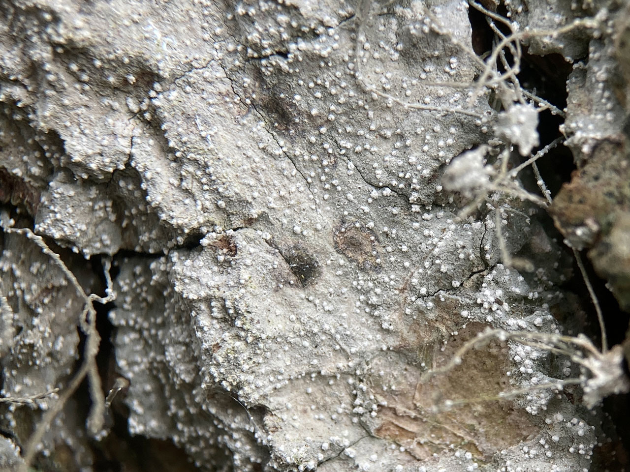 Inoderma subabietinum, Oak, Stubbs Wood, New Forest