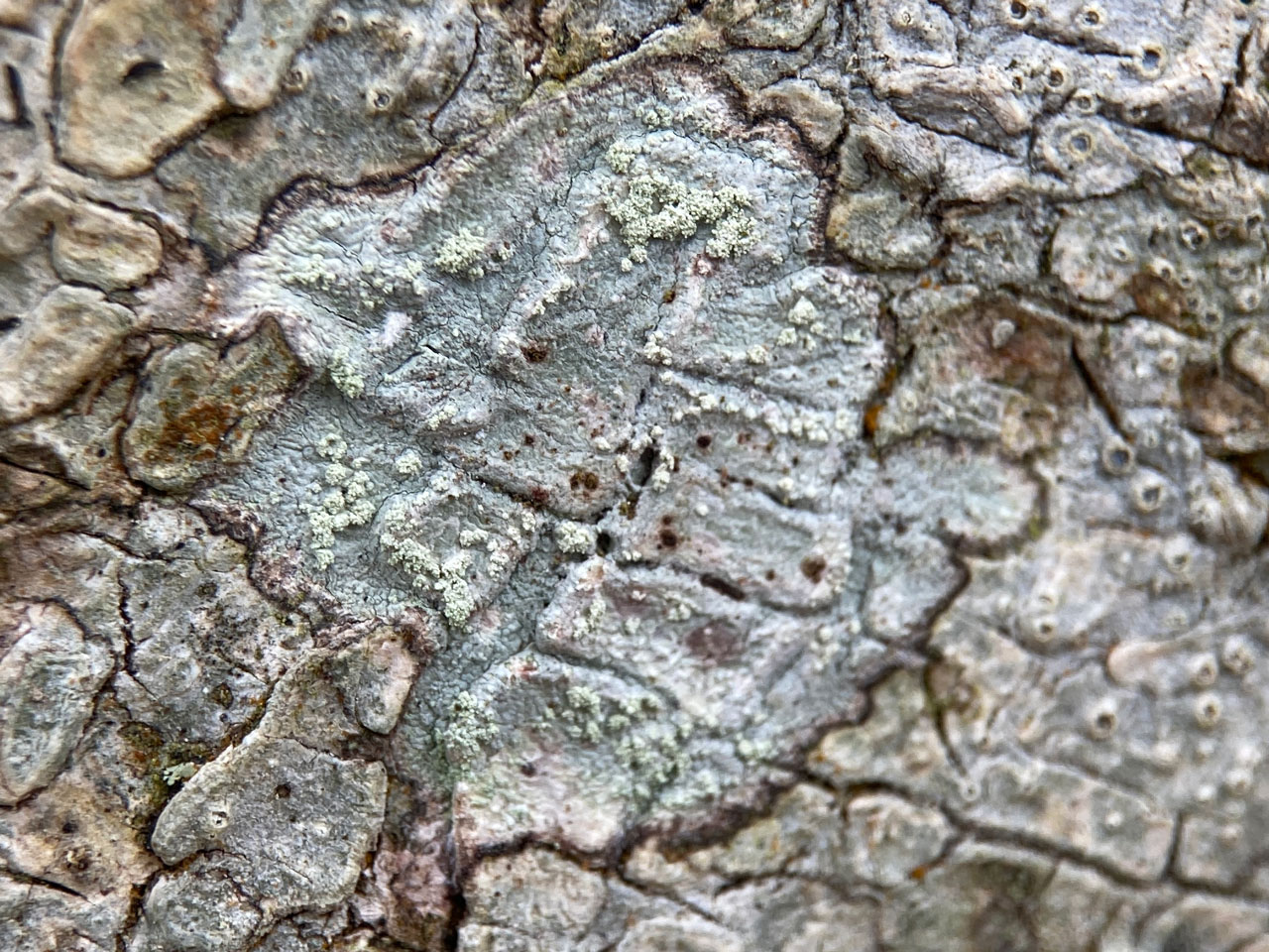 Loxospora elatina, Holly, Stubbs Wood, New Forest