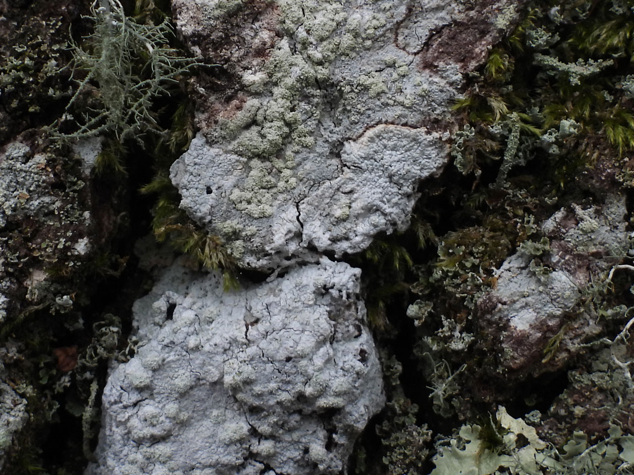 Varicellaria hemisphaerica & Loxospora elatina, Oak, Vinney Ridge, New Forest 