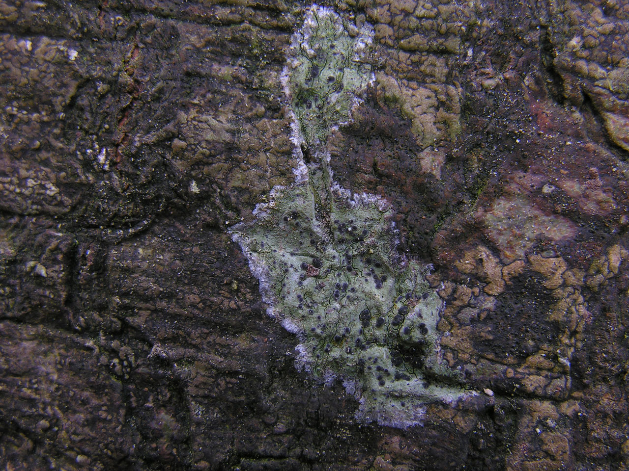 Megalaria laureri, colonising, Beech, Allum Green, New Forest