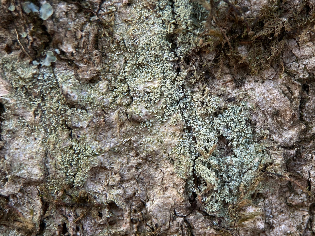 Megalaria pulverea, sterile, Beech, Canterton, New Forest
