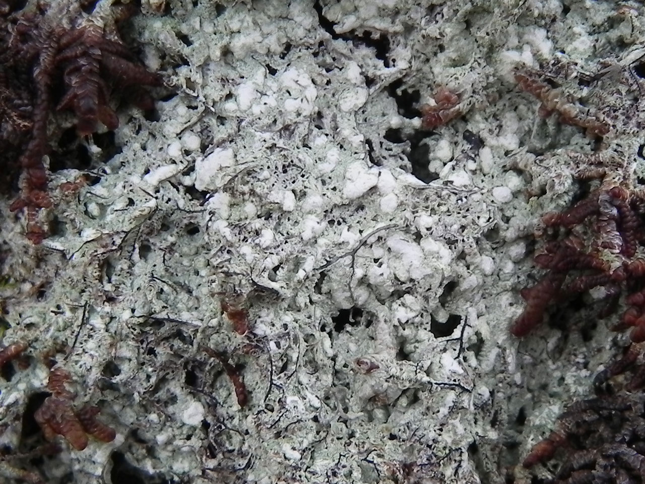 Megalospora tuberculosa, Coille Thogabhaig, Skye