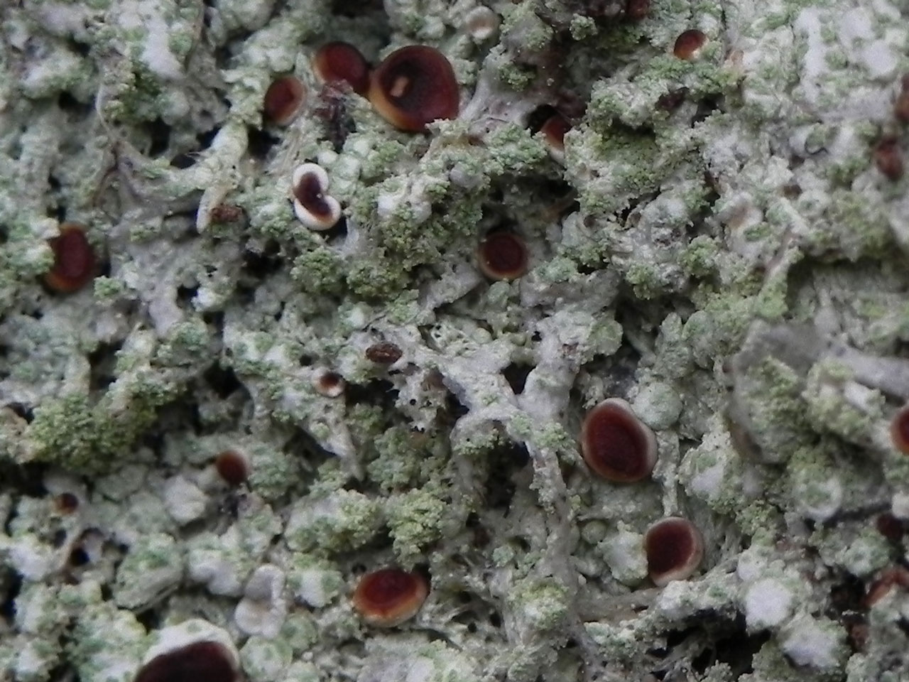 Megalospora tuberculosa, fertile, Clonbur Wood, Co. Mayo