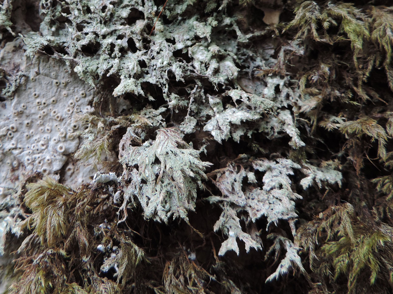 Megalospora tuberculosa, Coed Dolbebin, Crafnant, Meirionnydd