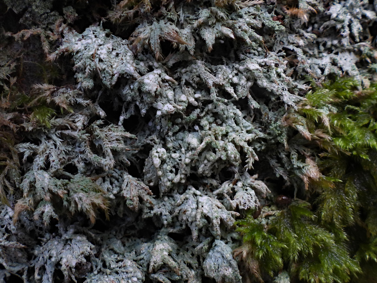 Megalospora tuberculosa, Coed Crafnant, Merionnydd