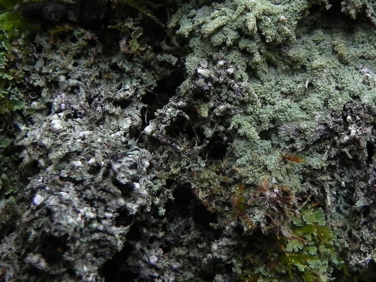 Megalospora tuberculosa (left) & Megalaria pulverea (right), Clonbur Wood, Co. Mayo
