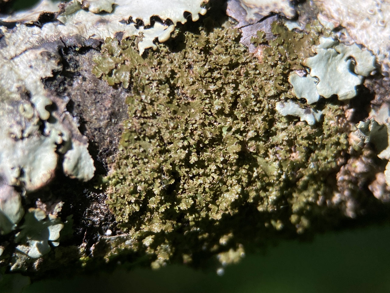 Melanohalea laciniatula, Beech branch, Mark Ash Wood, New Forest