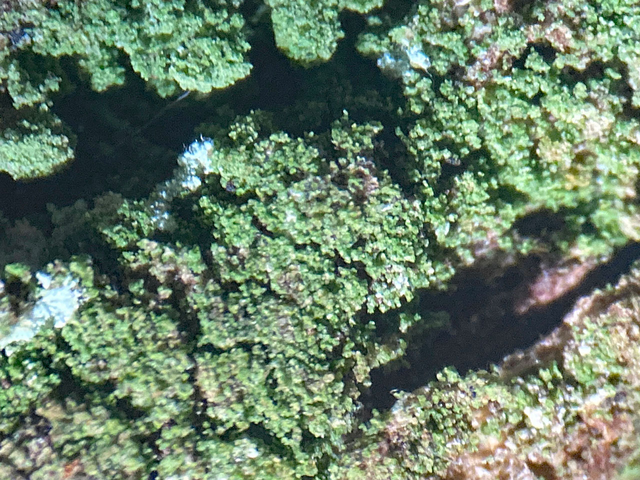 Micarea aeruginoprasina, sterile, Oak, Bramshaw Wood, New Forest