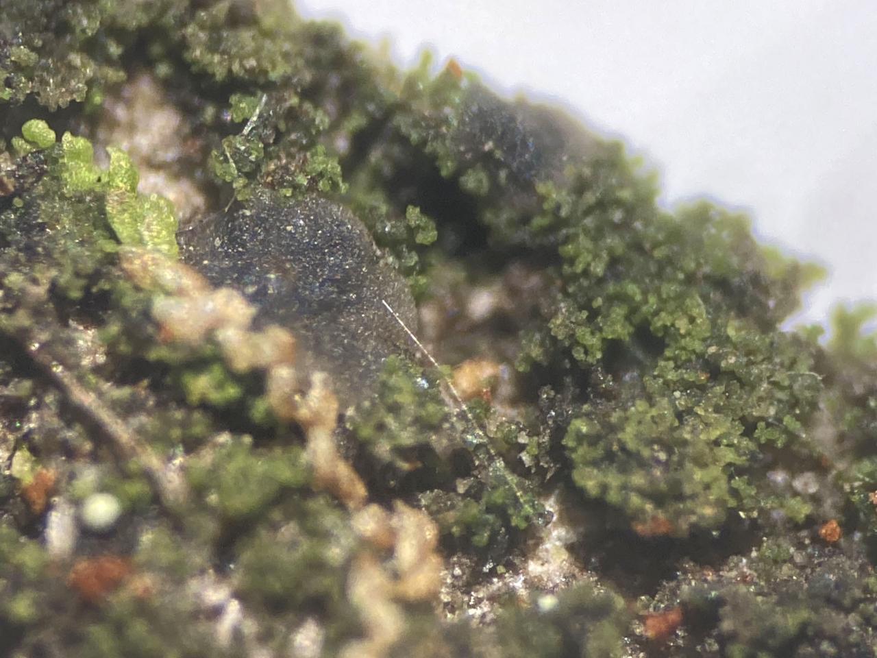 Micarea aeruginoprasina, acid Oak, Coed Cymerau, Meirionnydd