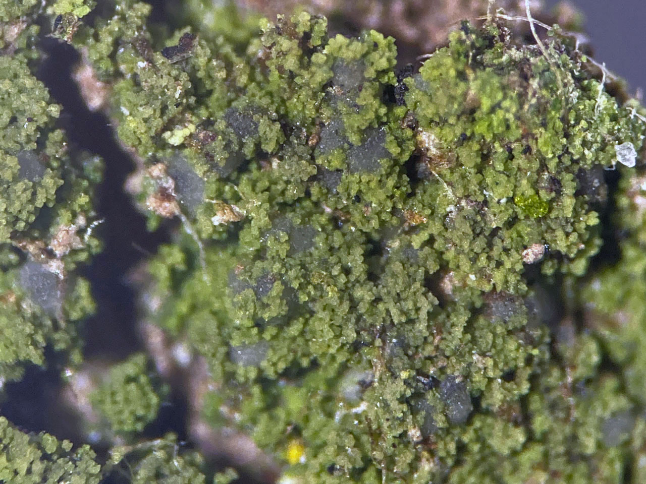 Micarea aeruginoprasina, fertile, Holly, Great Wood, Bramshaw, New Forest