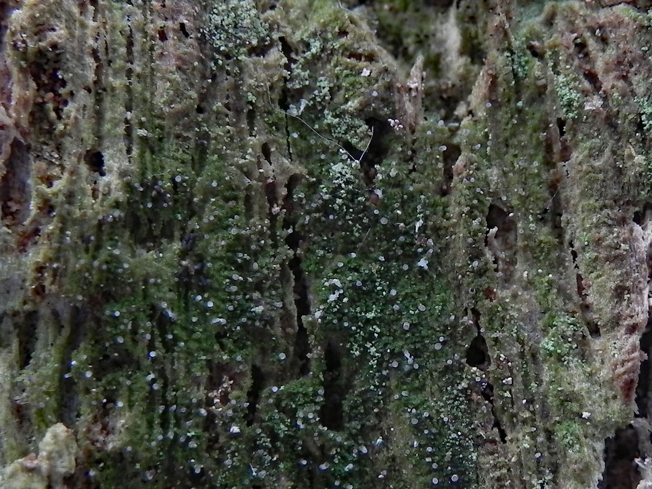 Micarea hedlundii, standing dead Oak, Tantany Wood, New Forest